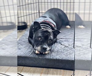 Medium American Staffordshire Terrier Mix
