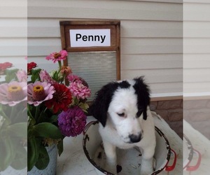 Bernedoodle (Miniature) Puppy for sale in FREDERICKSBURG, OH, USA