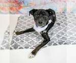Small #4 Labrador Retriever Mix