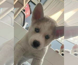 Siberian Husky Dogs for adoption in Matawan, NJ, USA