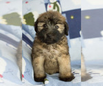 Small Photo #2 Soft Coated Wheaten Terrier Puppy For Sale in MILWAUKEE, WI, USA