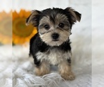 Small #4 Morkie