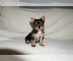 Small Photo #1 Yorkshire Terrier Puppy For Sale in DUNDEE, OH, USA