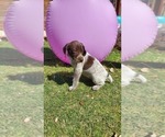 Small Photo #1 German Shorthaired Pointer Puppy For Sale in MIDLAND, TX, USA