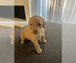 Small Photo #6 Goldendoodle Puppy For Sale in CEDAR HILL, TX, USA