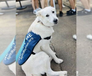 Great Pyrenees Dogs for adoption in Garland, TX, USA