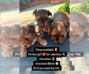 Yorkshire Terrier Puppy for sale in SAN BERNARDINO, CA, USA