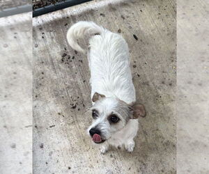 Medium Mutt