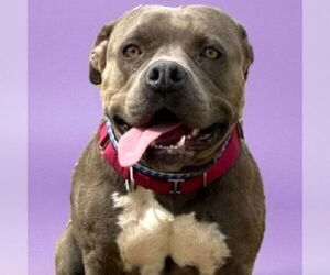 Mutt Dogs for adoption in Canton, CT, USA