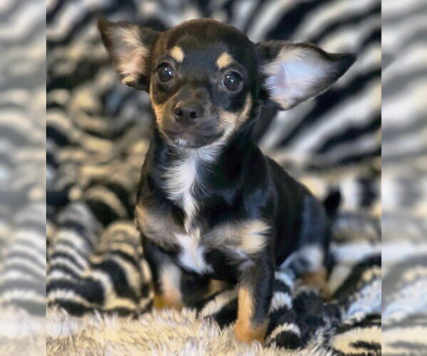 Medium Photo #4 Chiweenie Puppy For Sale in Chino Hills, CA, USA