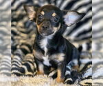 Small #3 Chiweenie