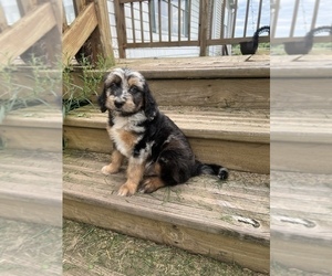 Aussiedoodle-Bordoodle Mix Puppy for sale in BREMEN, MN, USA