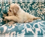 Small Photo #16 Poodle (Standard) Puppy For Sale in LAKELAND, FL, USA