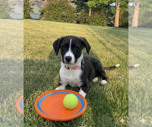 Boxador Dogs for adoption in Genesee, WI, USA