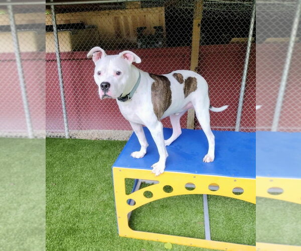Medium Photo #7 American Pit Bull Terrier-American Staffordshire Terrier Mix Puppy For Sale in Brewster, NY, USA