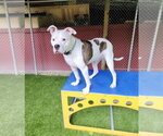 Small #6 American Pit Bull Terrier-American Staffordshire Terrier Mix