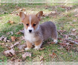 Medium Pembroke Welsh Corgi