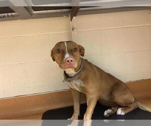 Mutt Dogs for adoption in Martinez, CA, USA