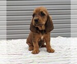 Small Photo #1 Basset Hound Puppy For Sale in DUNNVILLE, KY, USA