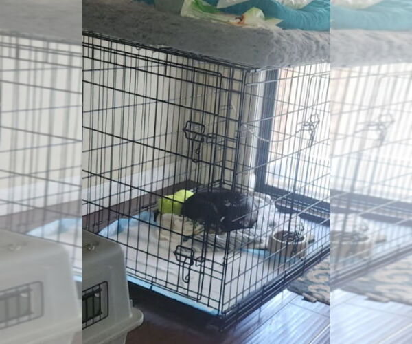 Medium Photo #4 Chihuahua Puppy For Sale in San Antonio, TX, USA