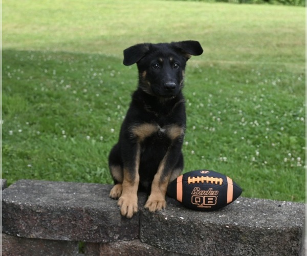Medium Photo #3 German Shepherd Dog Puppy For Sale in MILLERSBURG, OH, USA