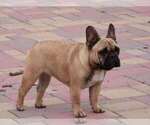 Small Photo #1 French Bulldog Puppy For Sale in Hajos, Bacs-Kiskun, Hungary