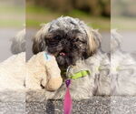 Small #4 Shih Tzu