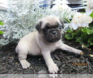 Pug Puppy for sale in NEWVILLE, PA, USA