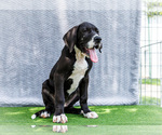 Small #5 Great Dane