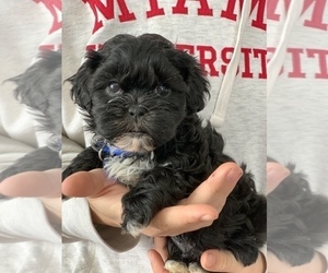 Shih Tzu-ShihPoo Mix Puppy for sale in SHELL LAKE, WI, USA