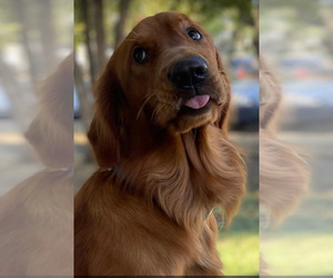 Father of the Golden Retriever puppies born on 01/08/2024