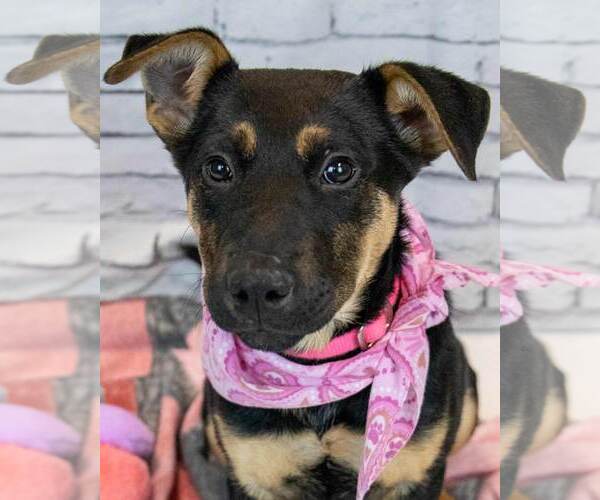 Medium Photo #1 Mutt Puppy For Sale in Kennesaw, GA, USA