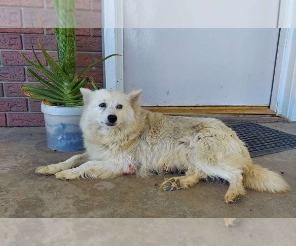 Medium Photo #1 American Eskimo Dog Puppy For Sale in FRYTOWN, IA, USA