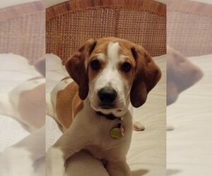 Treeing Walker Coonhound-Unknown Mix Dogs for adoption in Royal Palm Beach, FL, USA