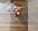 Small #28 American Pit Bull Terrier-Staffordshire Bull Terrier Mix