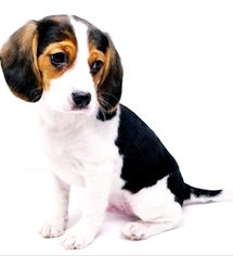 Beaglier Puppy for sale in CANOGA PARK, CA, USA