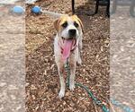 Small Labrador Retriever Mix