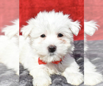 Small Photo #2 Maltese Puppy For Sale in LOWELL, MA, USA
