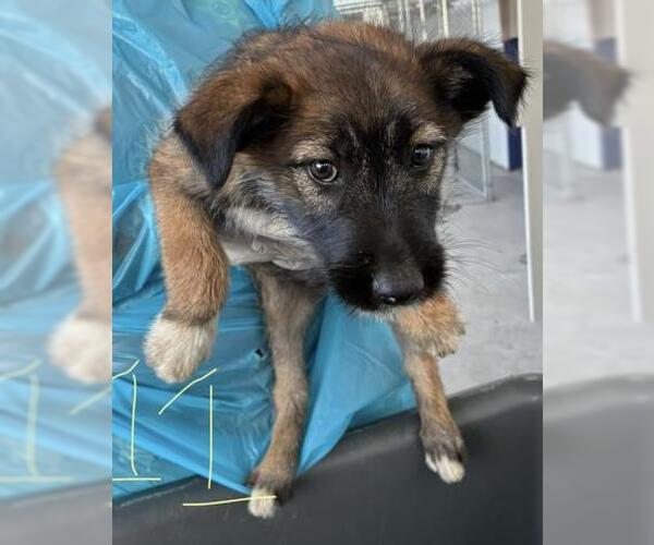 Medium Photo #1 German Shepherd Dog Puppy For Sale in Bakersfield, CA, USA