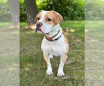Small #3 American Pit Bull Terrier-Beagle Mix