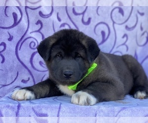 View Ad: Akita Puppy for Sale near Ohio, FRESNO, USA. ADN-62891