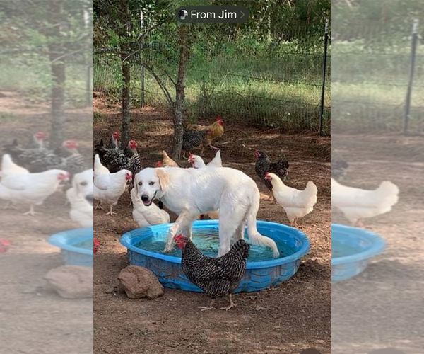 Medium Photo #2 Great Pyrenees Puppy For Sale in GILMER, TX, USA