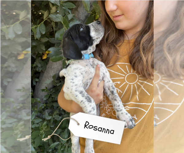 Medium Photo #4 Pointer Puppy For Sale in SACRAMENTO, CA, USA