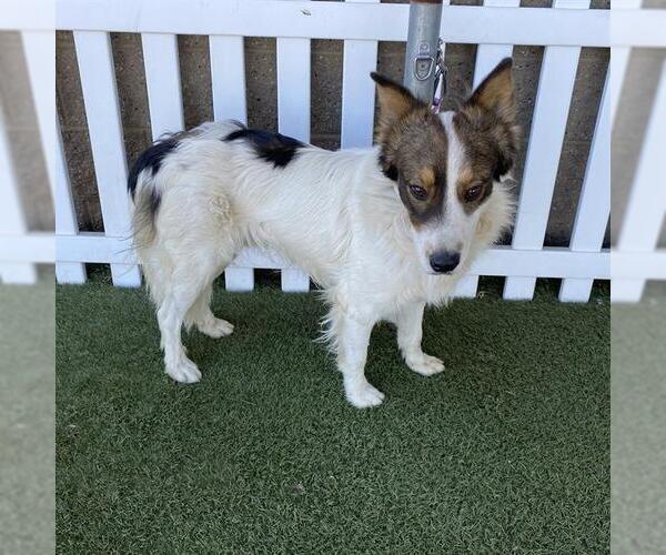 Medium Photo #1 Australian Shepherd-Unknown Mix Puppy For Sale in Modesto, CA, USA