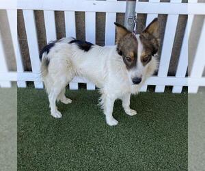 Australian Shepherd-Unknown Mix Dogs for adoption in Modesto, CA, USA