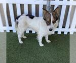 Small Australian Shepherd Mix