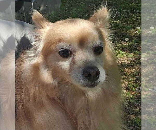 Medium Photo #2 Pomeranian-Unknown Mix Puppy For Sale in Farmington, MN, USA