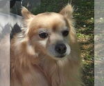 Small #1 Pomeranian Mix