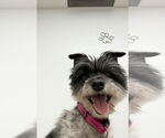 Small #2 Maltese Mix