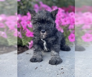 Schnauzer (Miniature) Puppy for sale in CANOGA, NY, USA